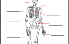 The Human Body Worksheet Packet For 1st 3rd Graders Mamas Learning Corner