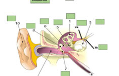 The Human Ear Worksheet