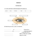 The Human Eye Interactive Worksheet