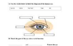 The Human Eye Interactive Worksheet