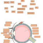 The Human Eye Worksheet
