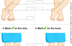 The Human Knee Worksheet Turtle Diary