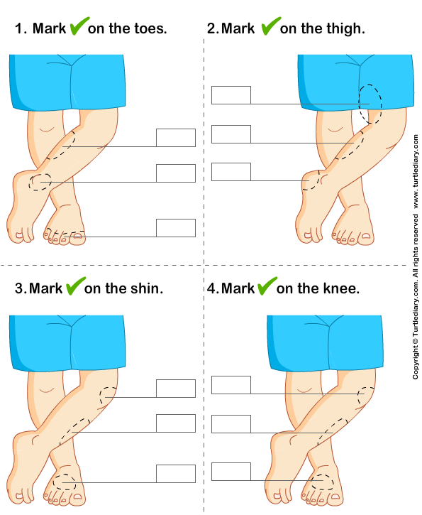 Knee Anatomy Worksheet Answers