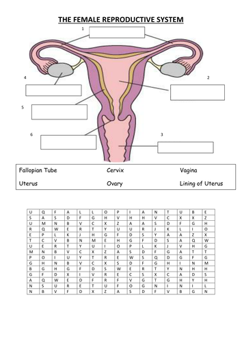 The Human Reproductive System Teaching Resources Female 