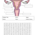 The Human Reproductive System Teaching Resources Female