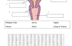 The Human Reproductive System Teaching Resources Female