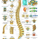 The Human Spine Laminated Anatomy Chart Anatomie Yoga Anatomie