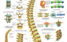 The Human Spine Laminated Anatomy Chart Anatomie Yoga Anatomie