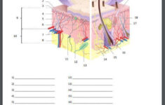 The Integumentary System Quiz Or Worksheet Integumentary System