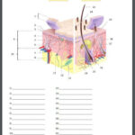 The Integumentary System Quiz Or Worksheet Integumentary System