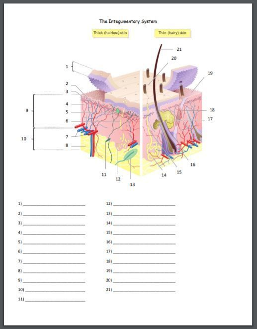 The Integumentary System Quiz Or Worksheet Integumentary System 