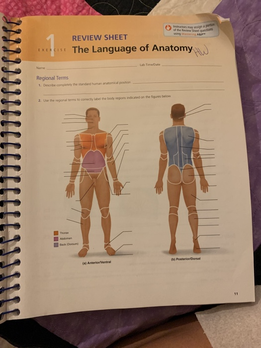 Language Of Anatomy Worksheet