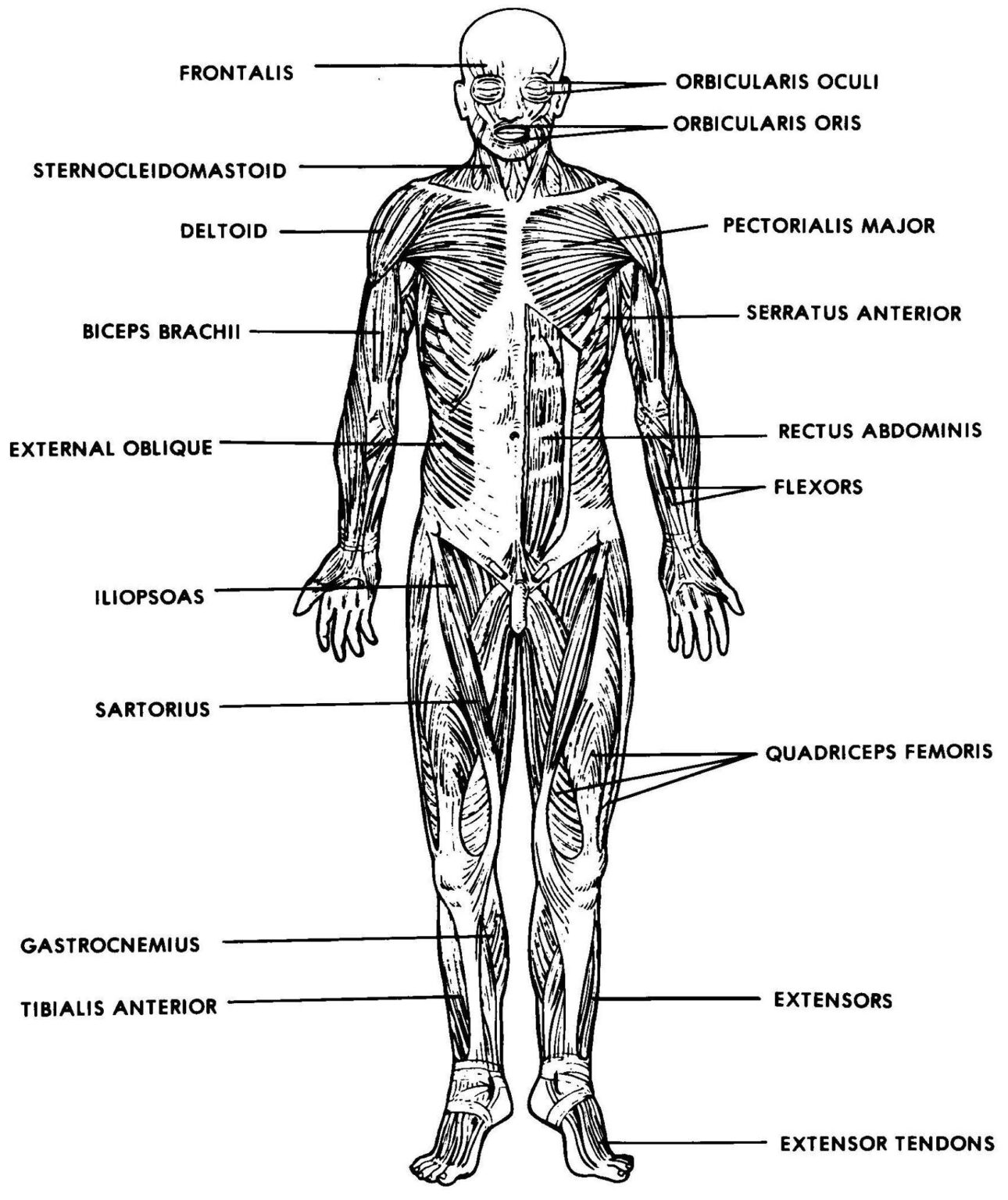 the-muscular-system-labeled-the-muscular-system-labeled-muscular