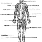 The Muscular System Labeled The Muscular System Labeled Muscular