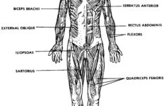 The Muscular System Labeled The Muscular System Labeled Muscular