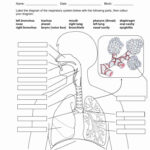 The Respiratory System Worksheet Beautiful Image Result For Anatomy