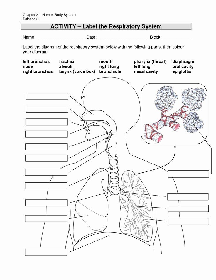 The Respiratory System Worksheet Beautiful Image Result For Anatomy 