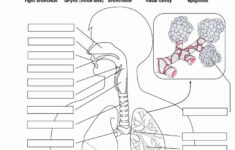 The Respiratory System Worksheet Beautiful Image Result For Anatomy