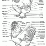 The Secret Life Of Chickens The Anatomy Of A Chicken