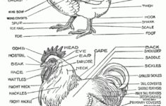 The Secret Life Of Chickens The Anatomy Of A Chicken