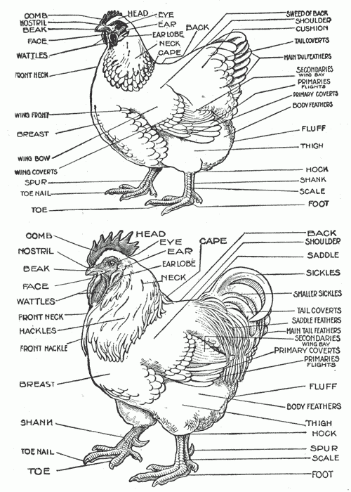 The Secret Life Of Chickens The Anatomy Of A Chicken