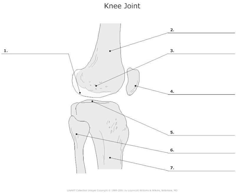 The Skeletal System Flashcards Easy Notecards