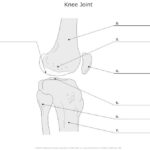 The Skeletal System Flashcards Easy Notecards