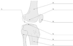 The Skeletal System Flashcards Easy Notecards
