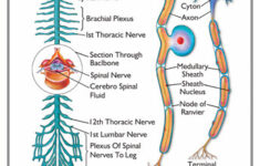 The Spinal Cord The Spinal Cord Worksheet