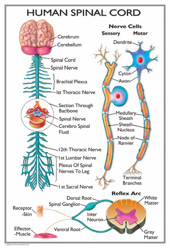 The Spinal Cord The Spinal Cord Worksheet
