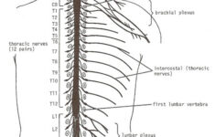 The Spinal Cord The Spinal Cord Worksheet
