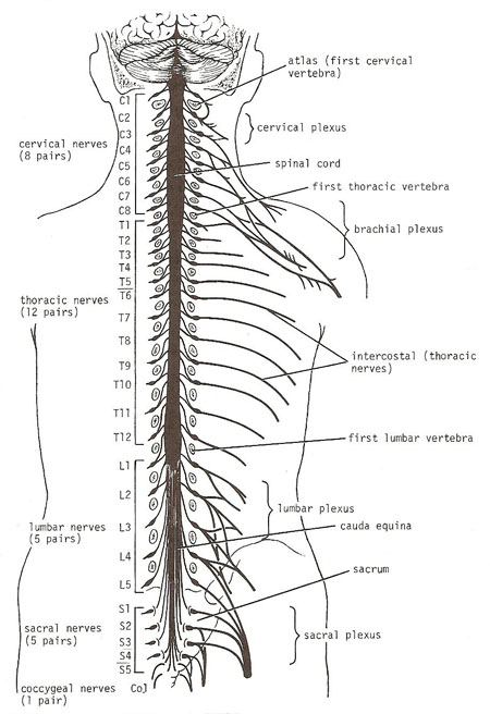 The Spinal Cord The Spinal Cord Worksheet