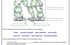 The Structure Of A Leaf