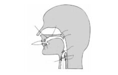 The Vocal Tract Quiz