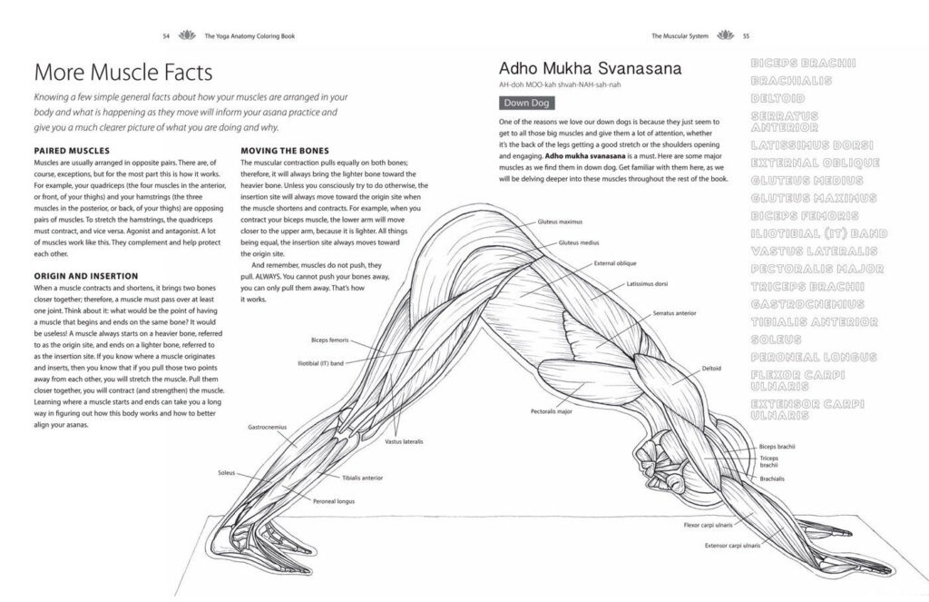 The Yoga Anatomy Coloring Book A Visual Guide To Form Function And