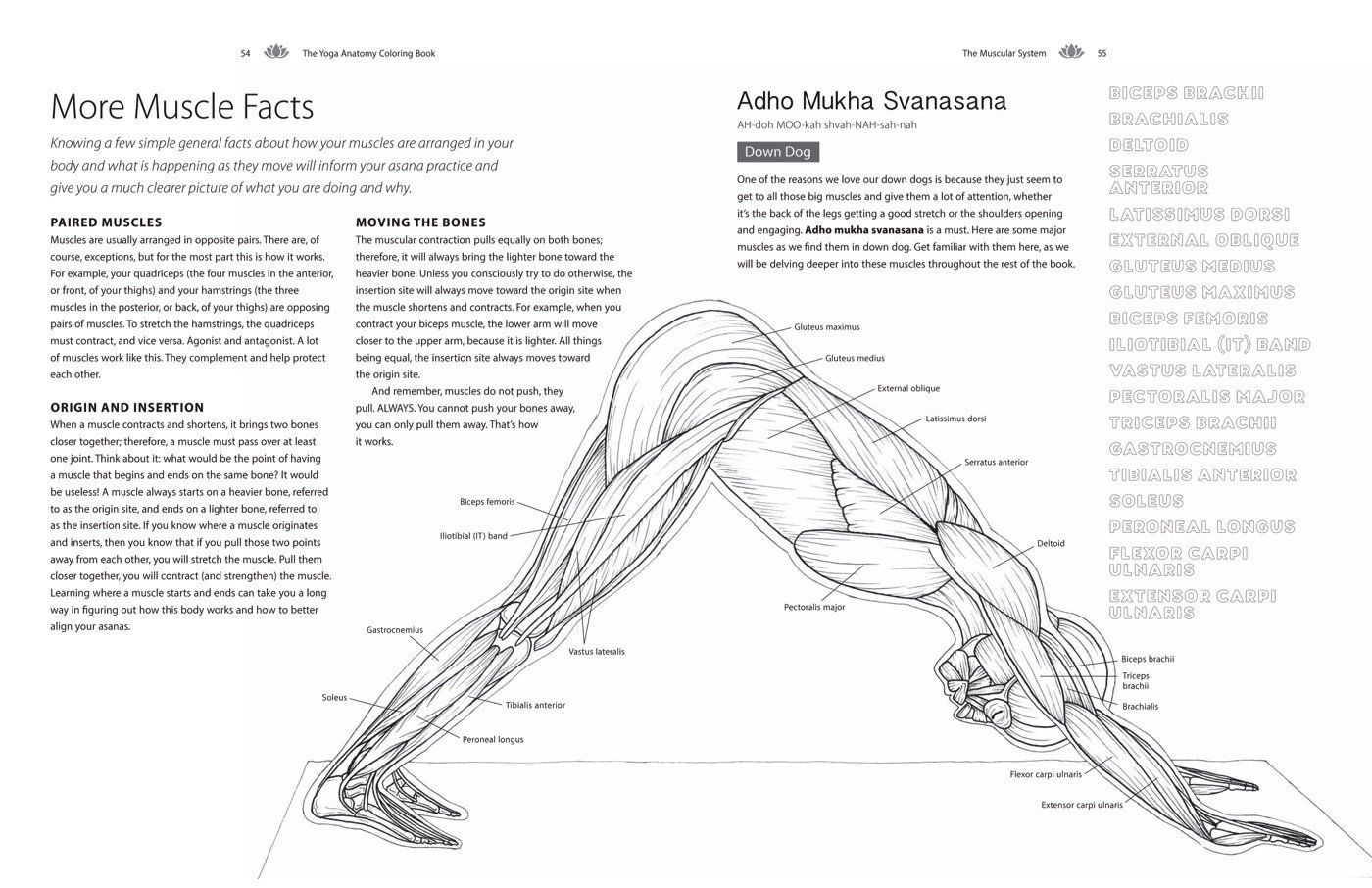 The Yoga Anatomy Coloring Book A Visual Guide To Form Function And 
