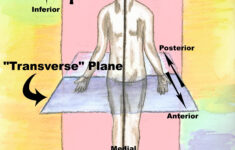 These Are The Anatomical Directional Terms You Should Know Anatomy