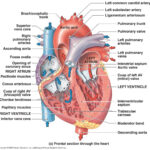 Thu May 5 2011 Anatomy Physiology Heart Anatomy Human Heart