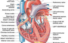 Thu May 5 2011 Anatomy Physiology Heart Anatomy Human Heart