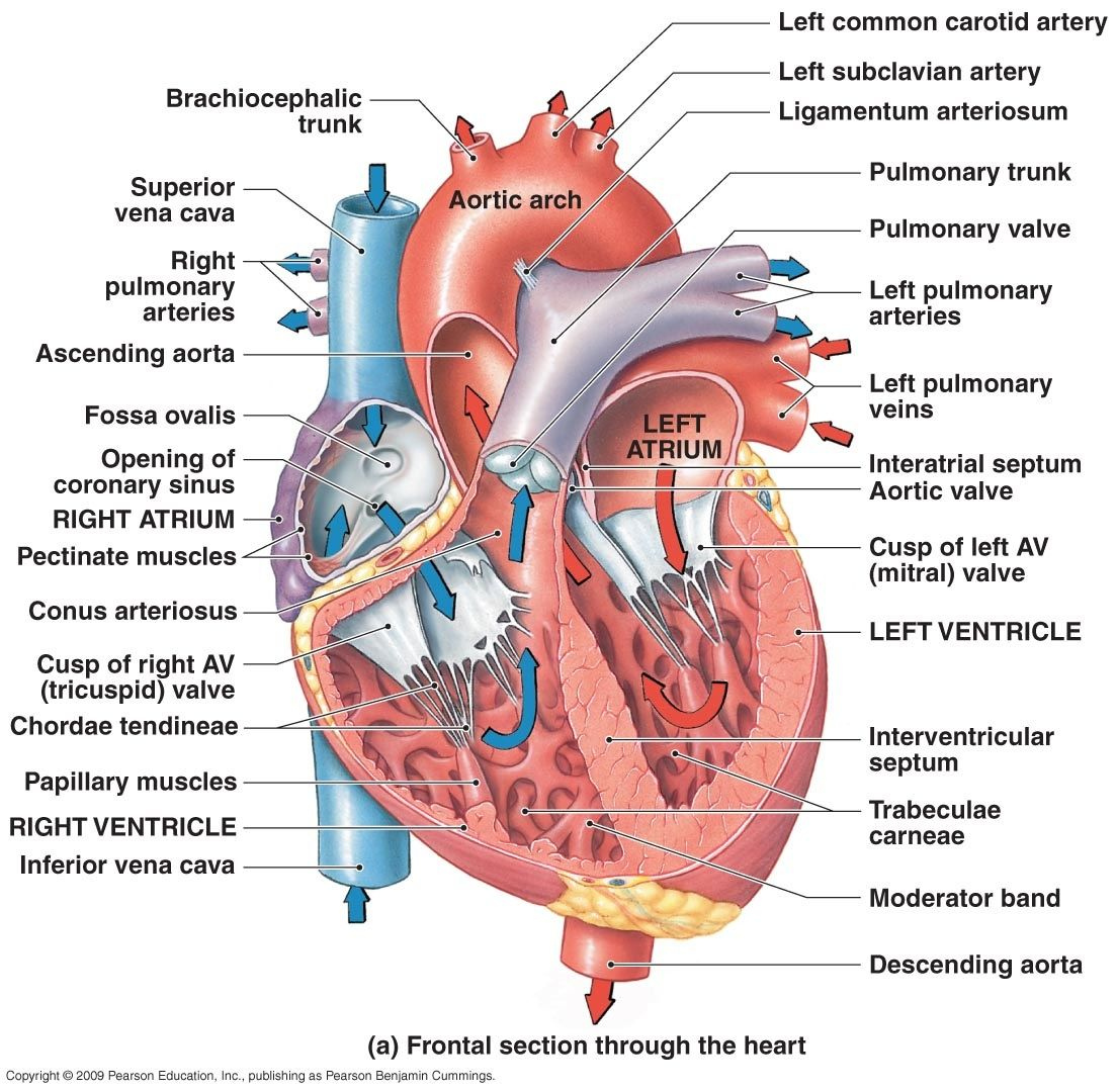 Thu May 5 2011 Anatomy Physiology Heart Anatomy Human Heart 