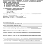 Tissue Worksheet