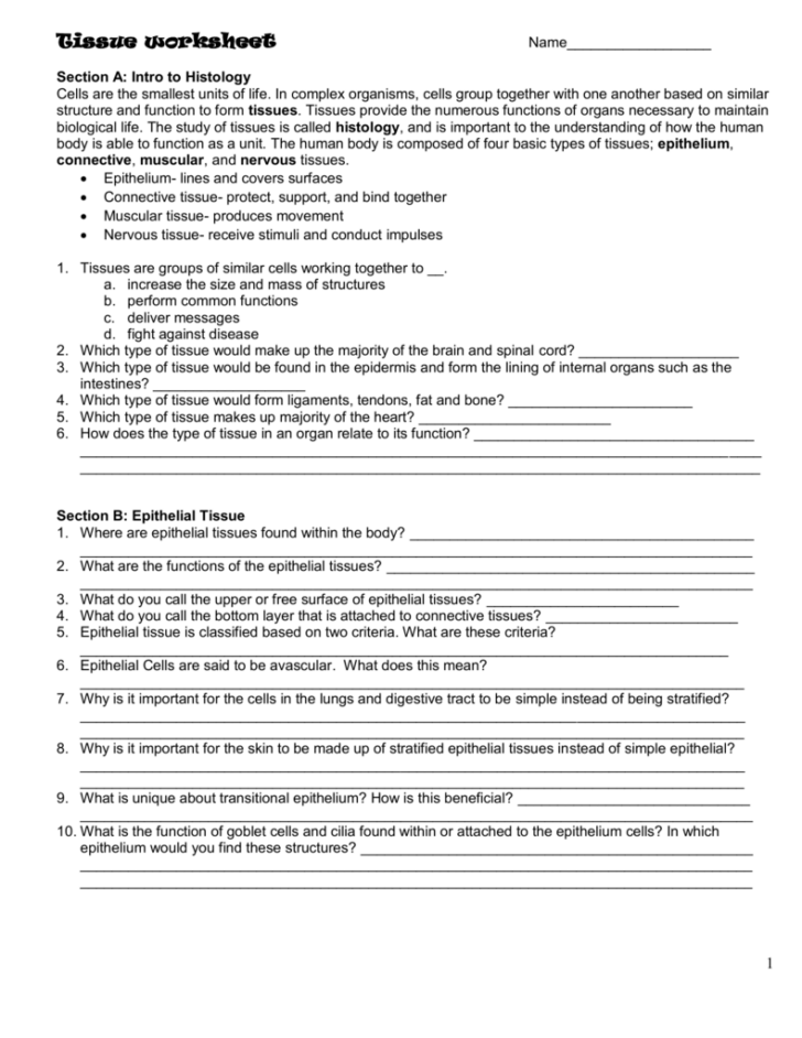 Anatomy Worksheet Connective Tissue Answers