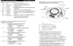 Tissue Worksheet Anatomy Answer Key