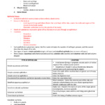 Tissue Worksheet Anatomy Answer Key Anatomy Drawing Diagram