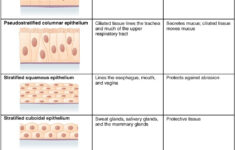 Tissue Worksheet Anatomy Answers