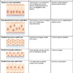 Tissue Worksheet Anatomy Answers