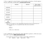 Tissue Worksheet Anatomy Answers Db Excel