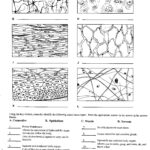 TIssue Worksheet Biology Worksheet Tissue Types Human Tissue