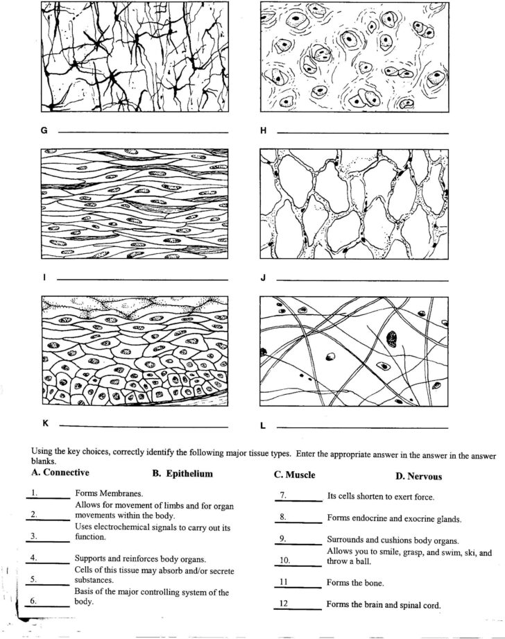 Anatomy And Physiology Worksheet For Tissue Types