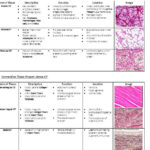 Tissue Worksheet Section A Intro To Histology Answers